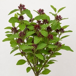 Sweetshrub Identification Guide