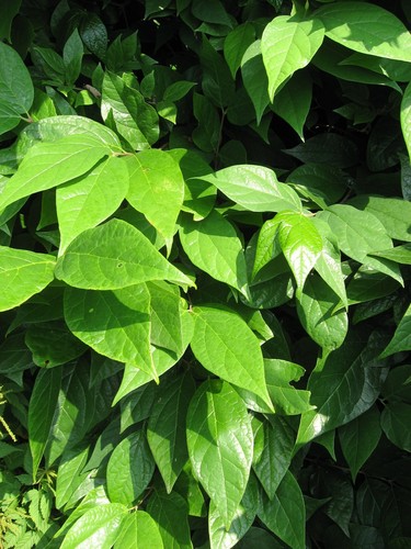 Sweetshrub