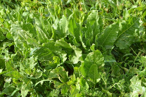 Swiss Chard