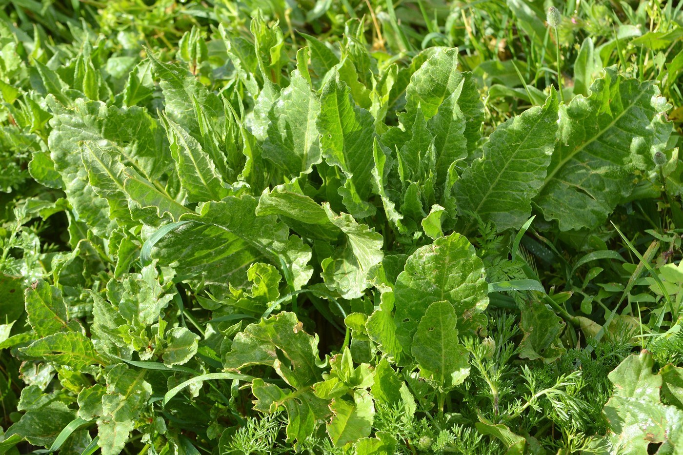 How to Care for Swiss Chard