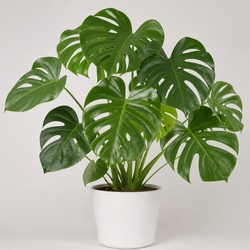 Swiss Cheese Plant Identification Guide