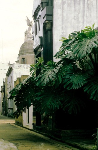 Swiss Cheese Plant