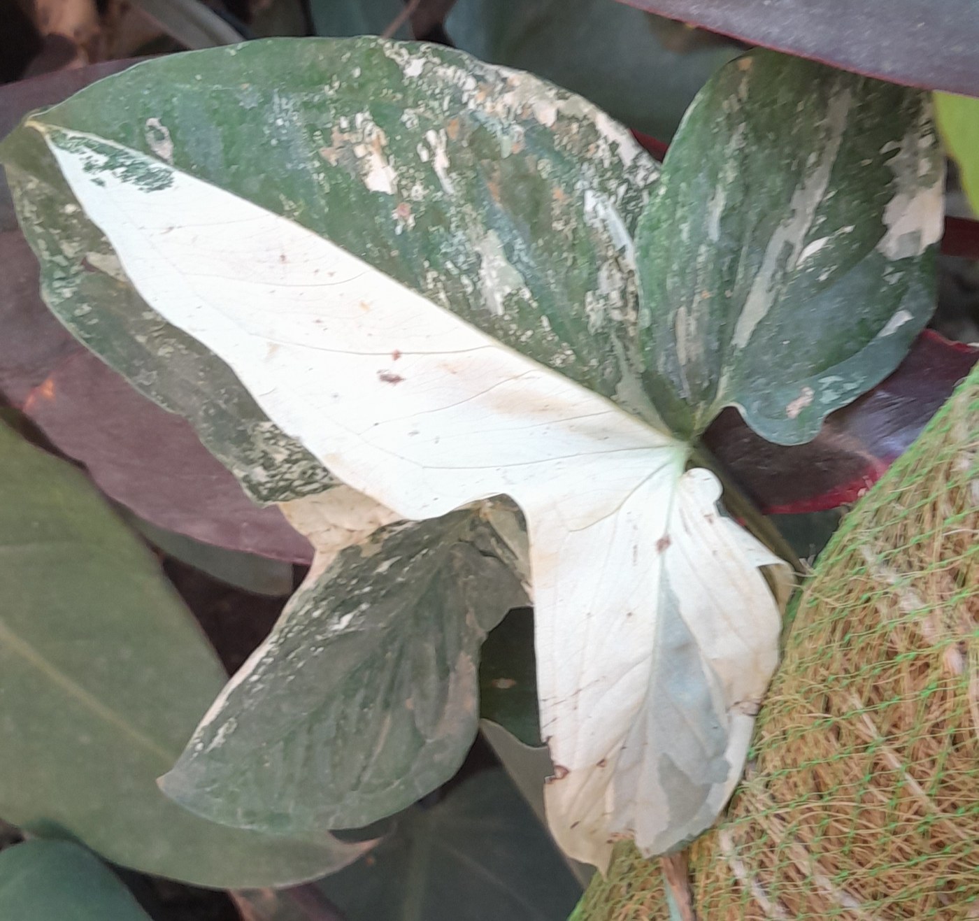 How to Care for Syngonium Albo