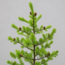 Tamarack