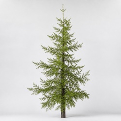 Tamarack Identification Guide