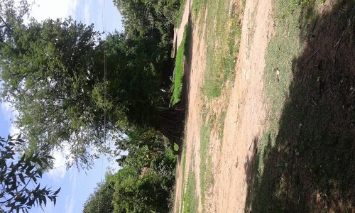 Tamarind Tree