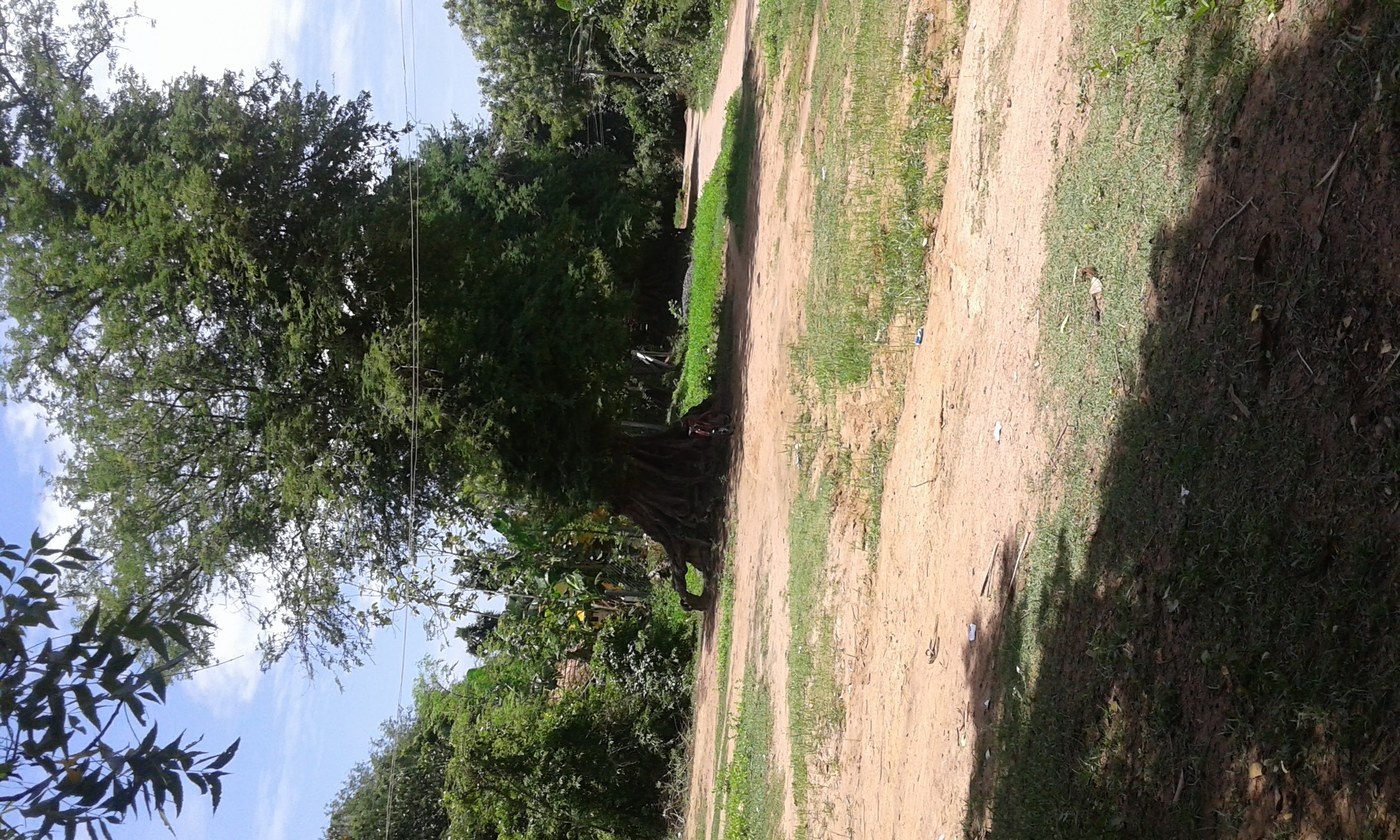 How to Care for Tamarind Tree