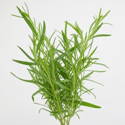 Tarragon Identification Guide