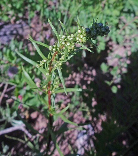 Tarragon