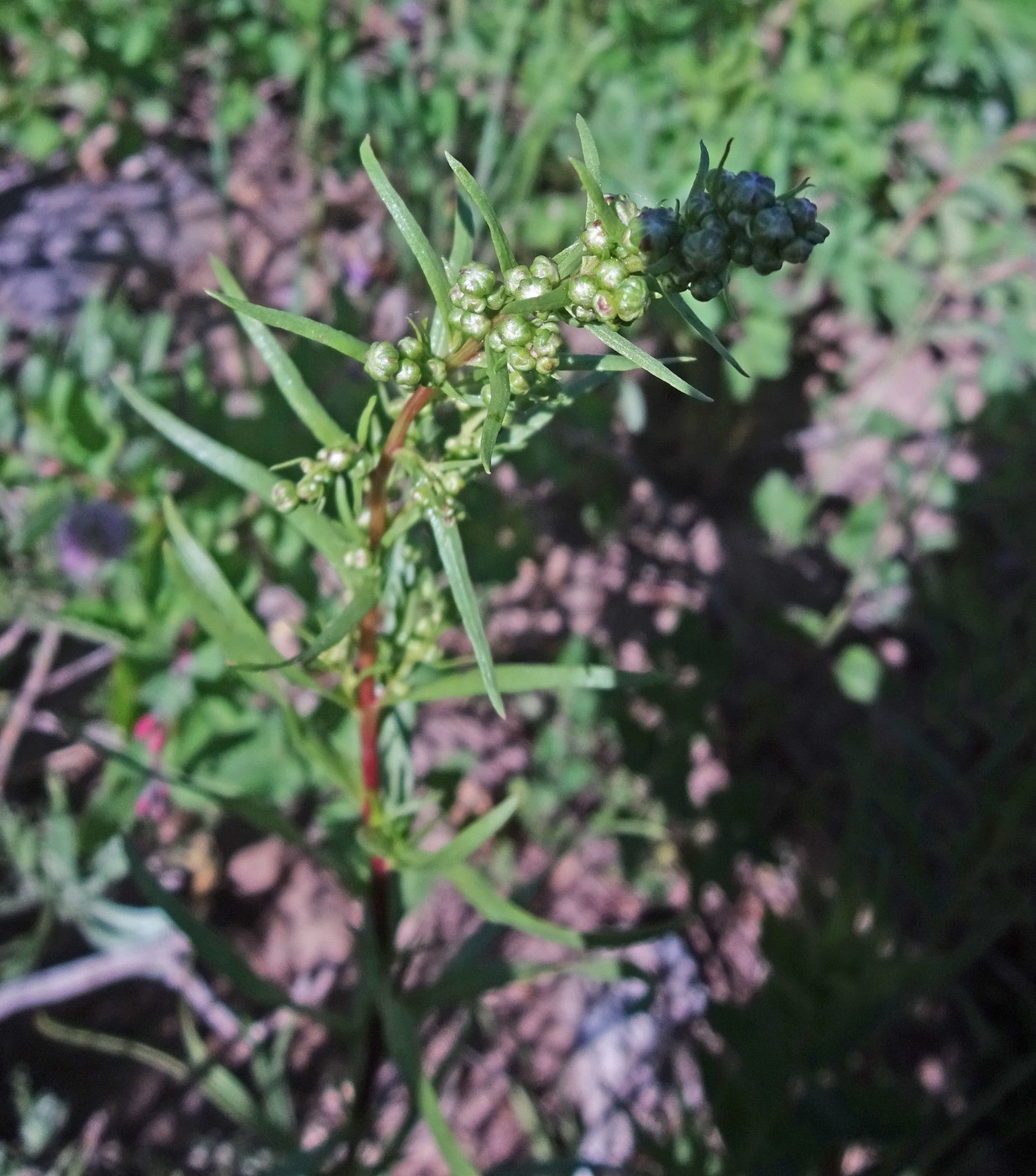 Tarragon