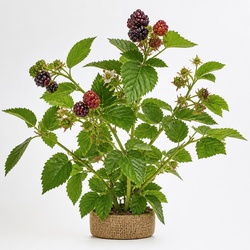 Tayberry Identification Guide