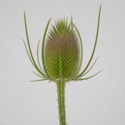 Teasel Identification Guide