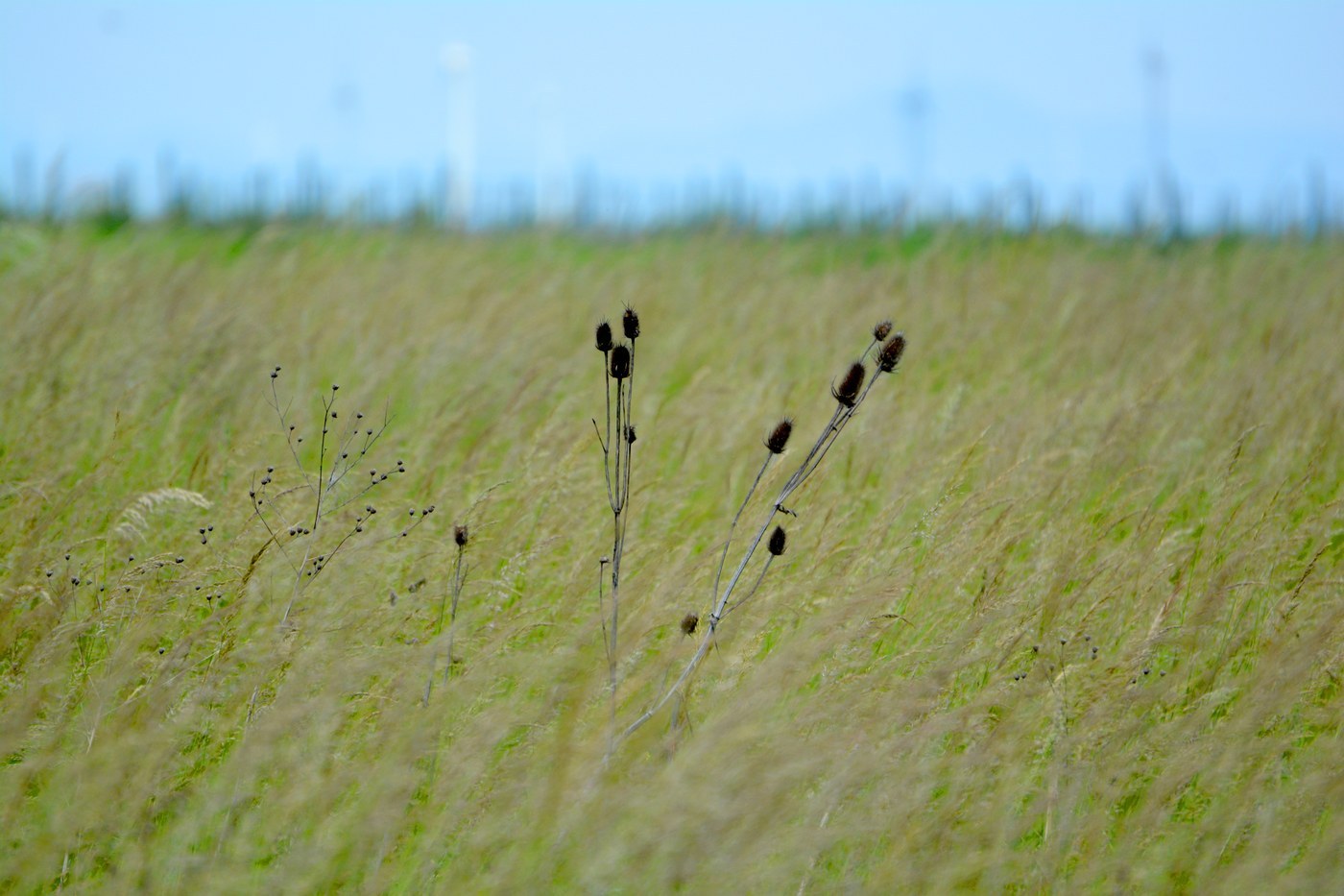 Teasel (Dipsacus fullonum)