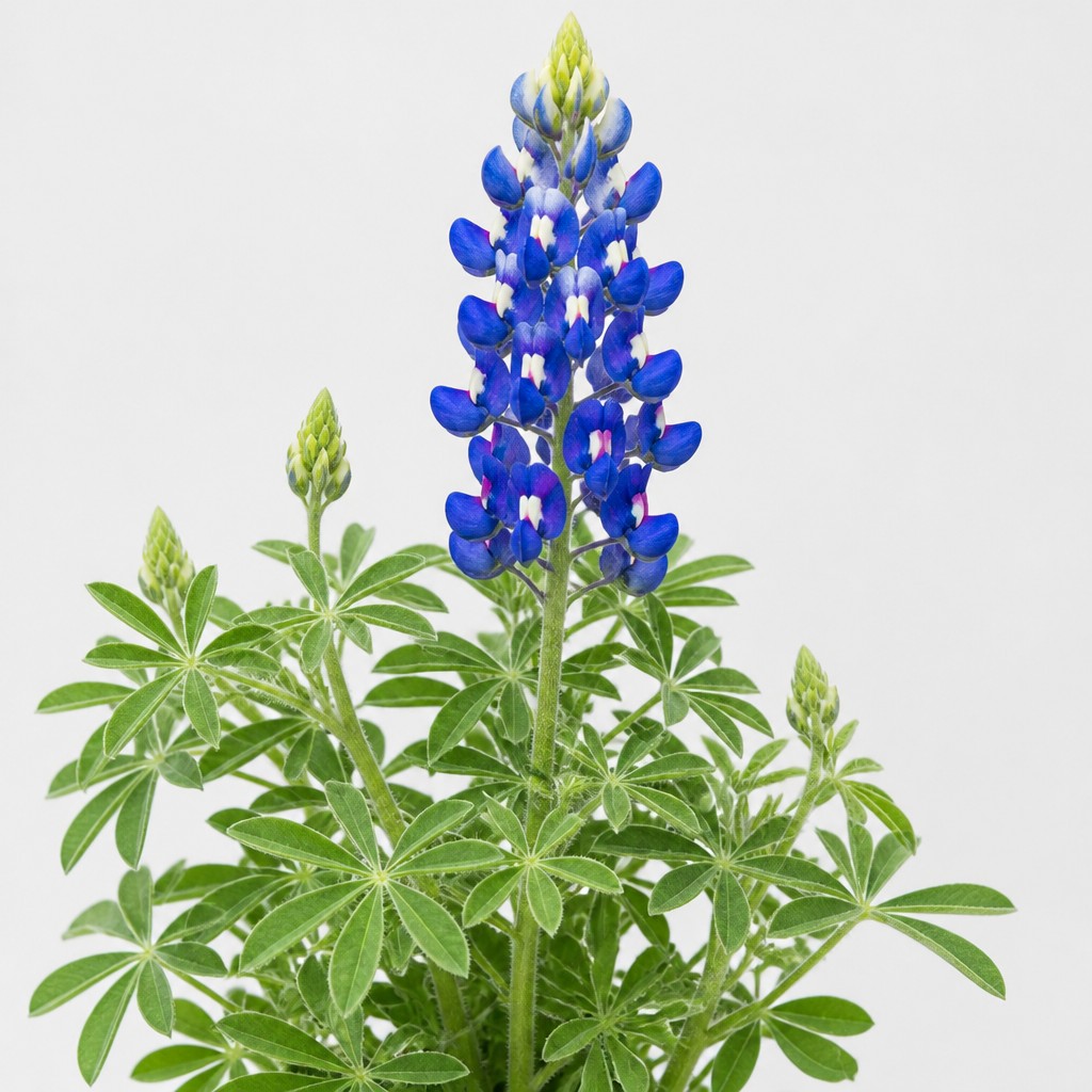 Texas Bluebonnet