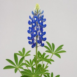 Texas Bluebonnet Identification Guide