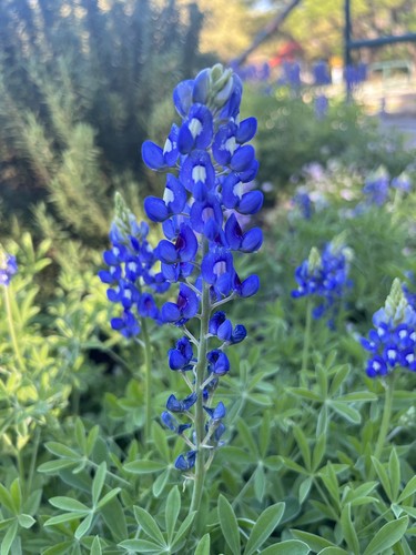 Texas Bluebonnet