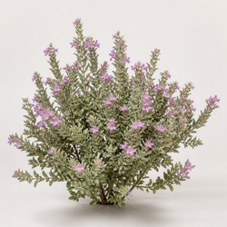 Texas Sage Identification Guide