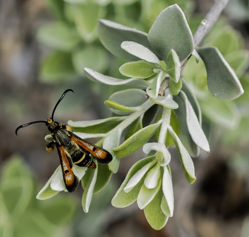 Texas Sage