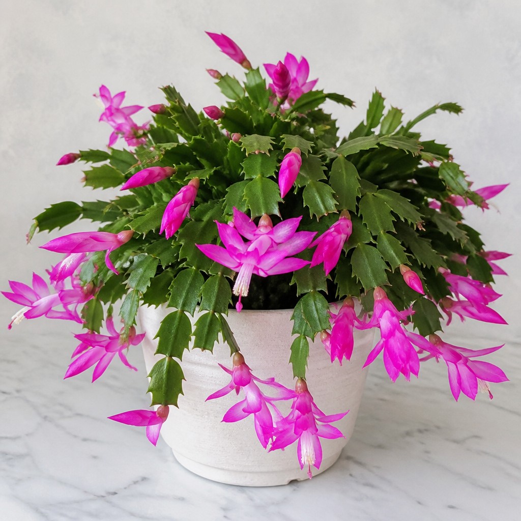 Thanksgiving Cactus