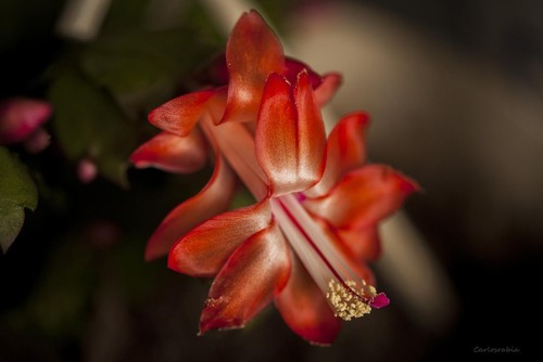 Thanksgiving Cactus