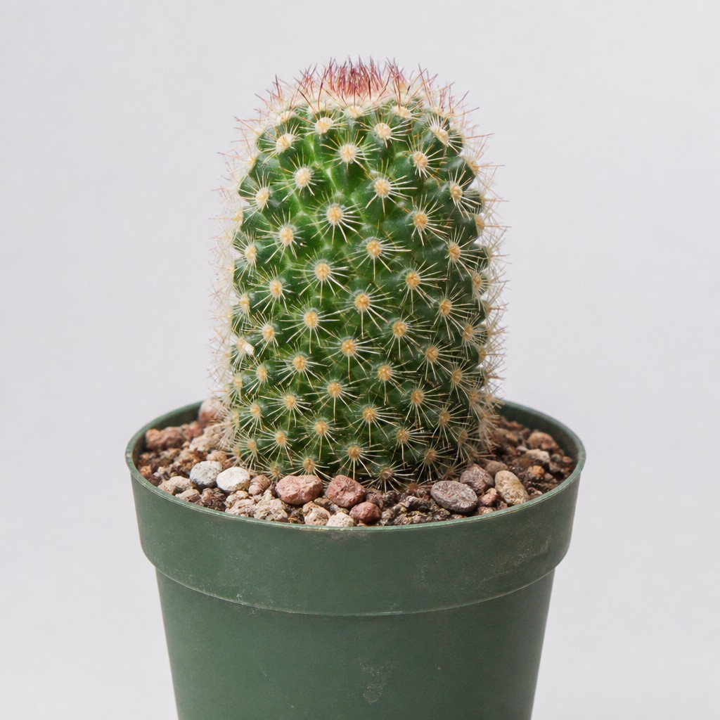 Thimble Cactus