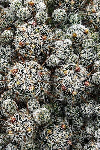 Thimble Cactus