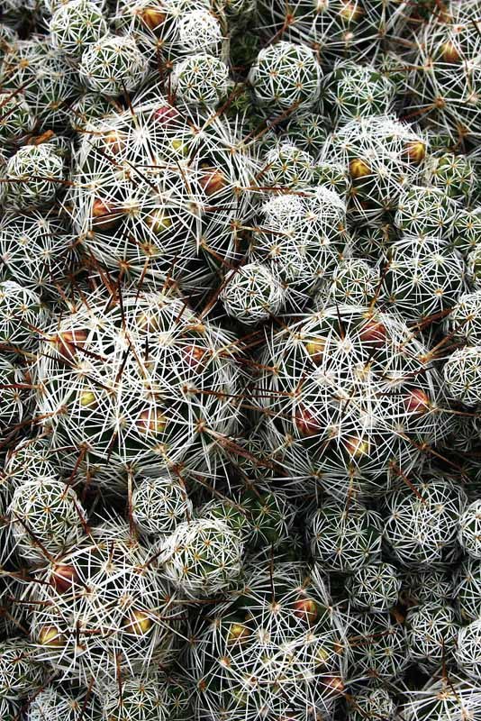 How to Care for Thimble Cactus