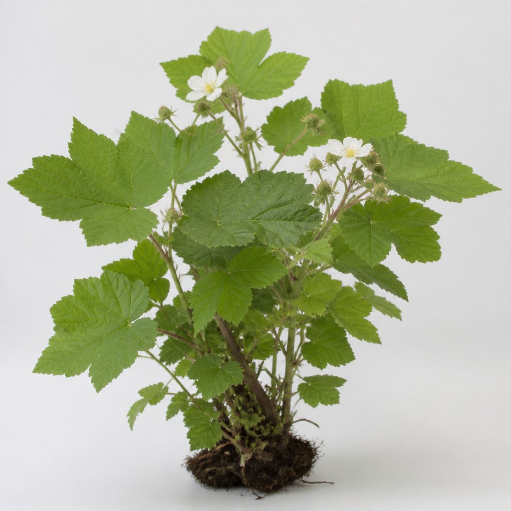 Thimbleberry