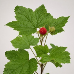 Thimbleberry