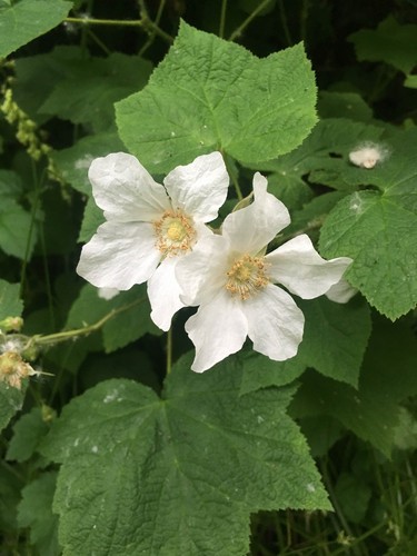 Thimbleberry