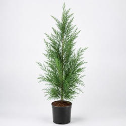 Threadleaf False Cypress Identification Guide