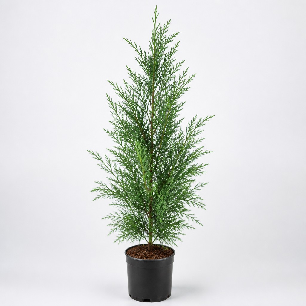 Threadleaf False Cypress