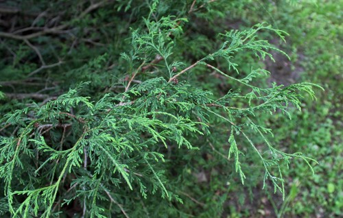 Threadleaf False Cypress