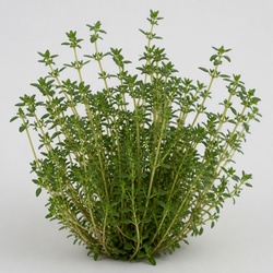 Thyme Identification Guide