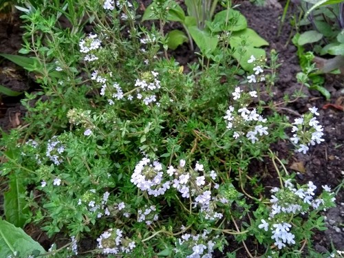 Thyme