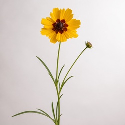 Tickseed Identification Guide