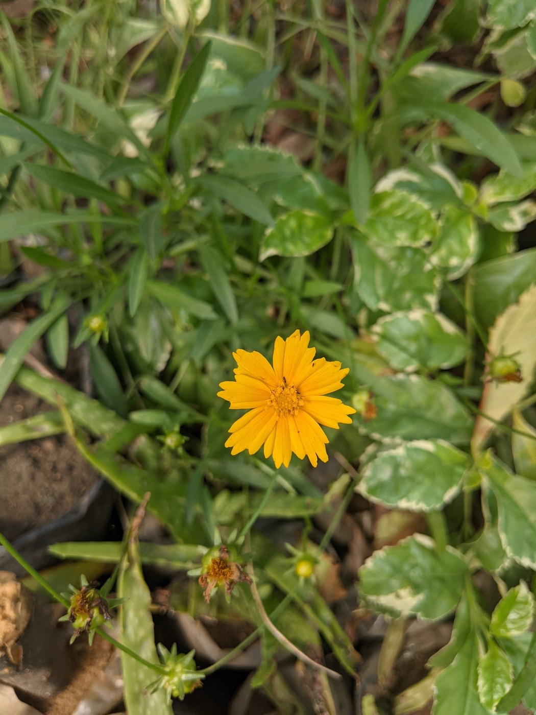 How to Care for Tickseed