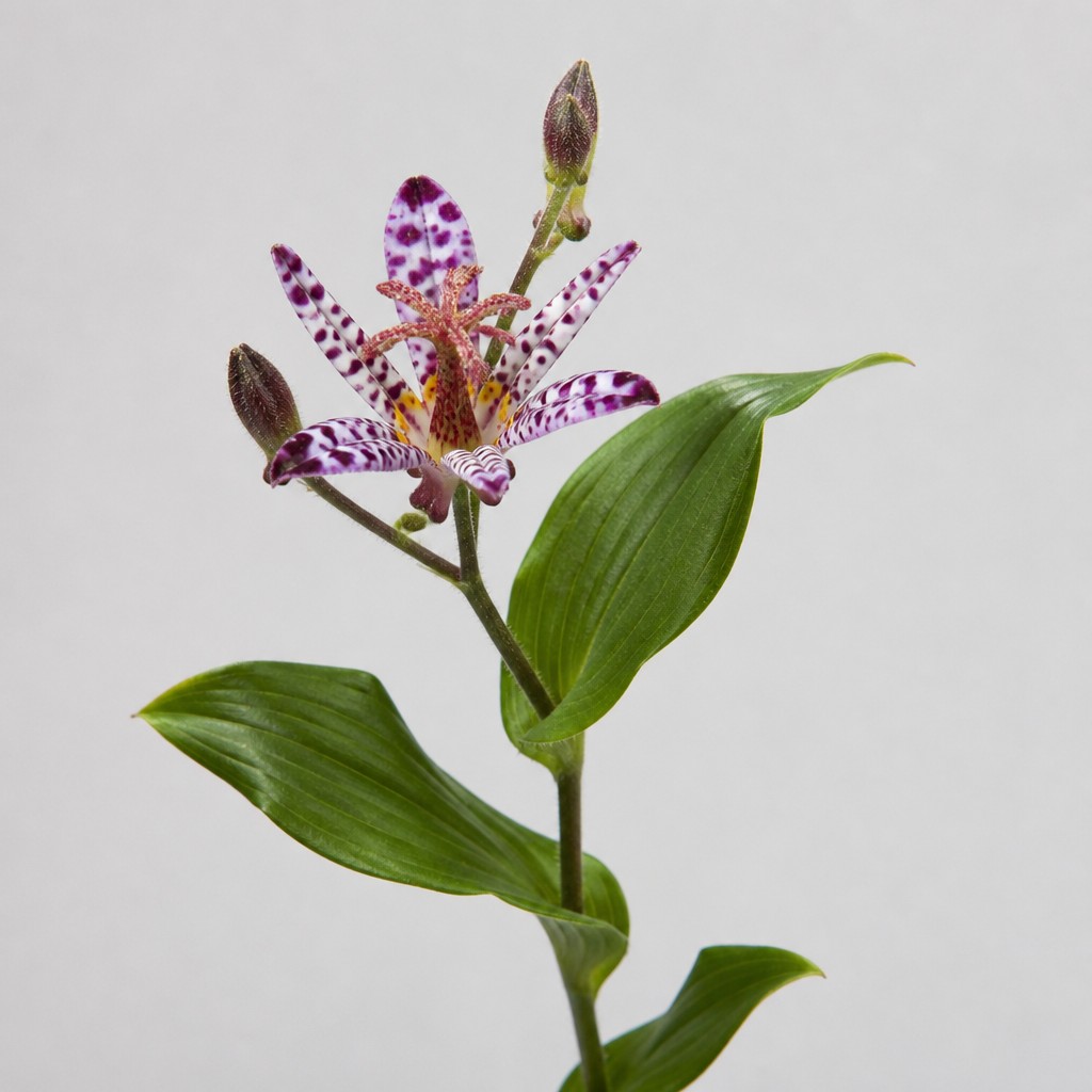 Toad Lily