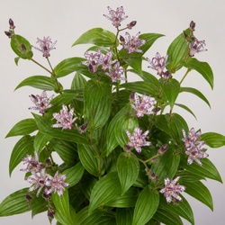 Toad Lily