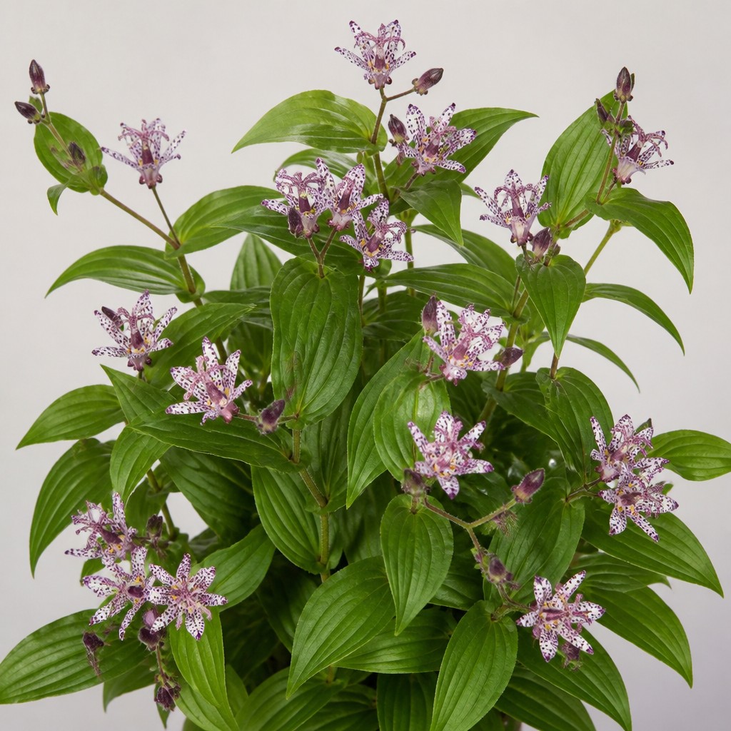 Toad Lily