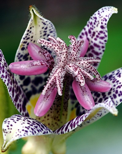 Toad Lily