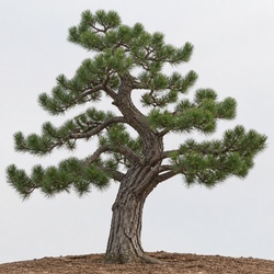 Torrey Pine