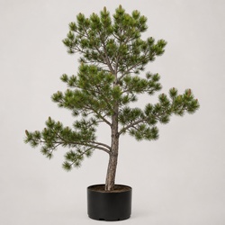 Torrey Pine Identification Guide