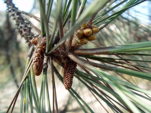 Torrey Pine