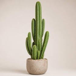 Totem Pole Cactus Identification Guide