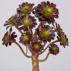 Tree Aeonium Identification Guide
