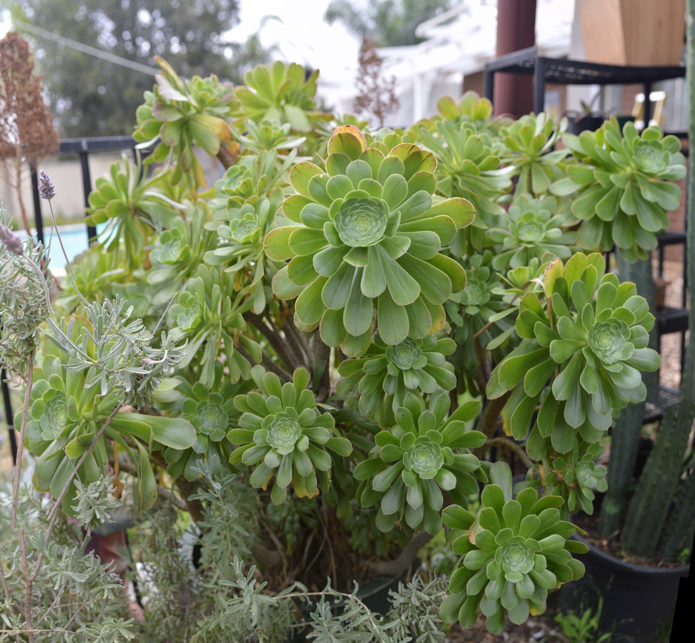 How to Care for Tree Aeonium