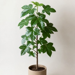 Tree Ivy