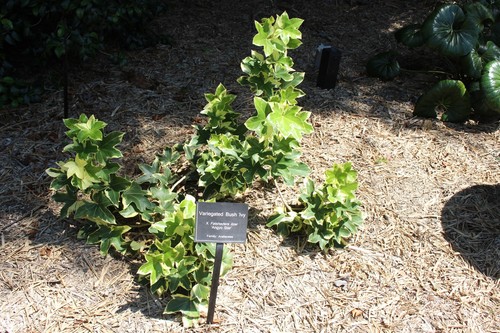 Tree Ivy