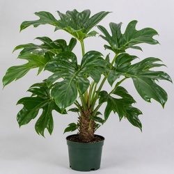 Tree Philodendron Identification Guide